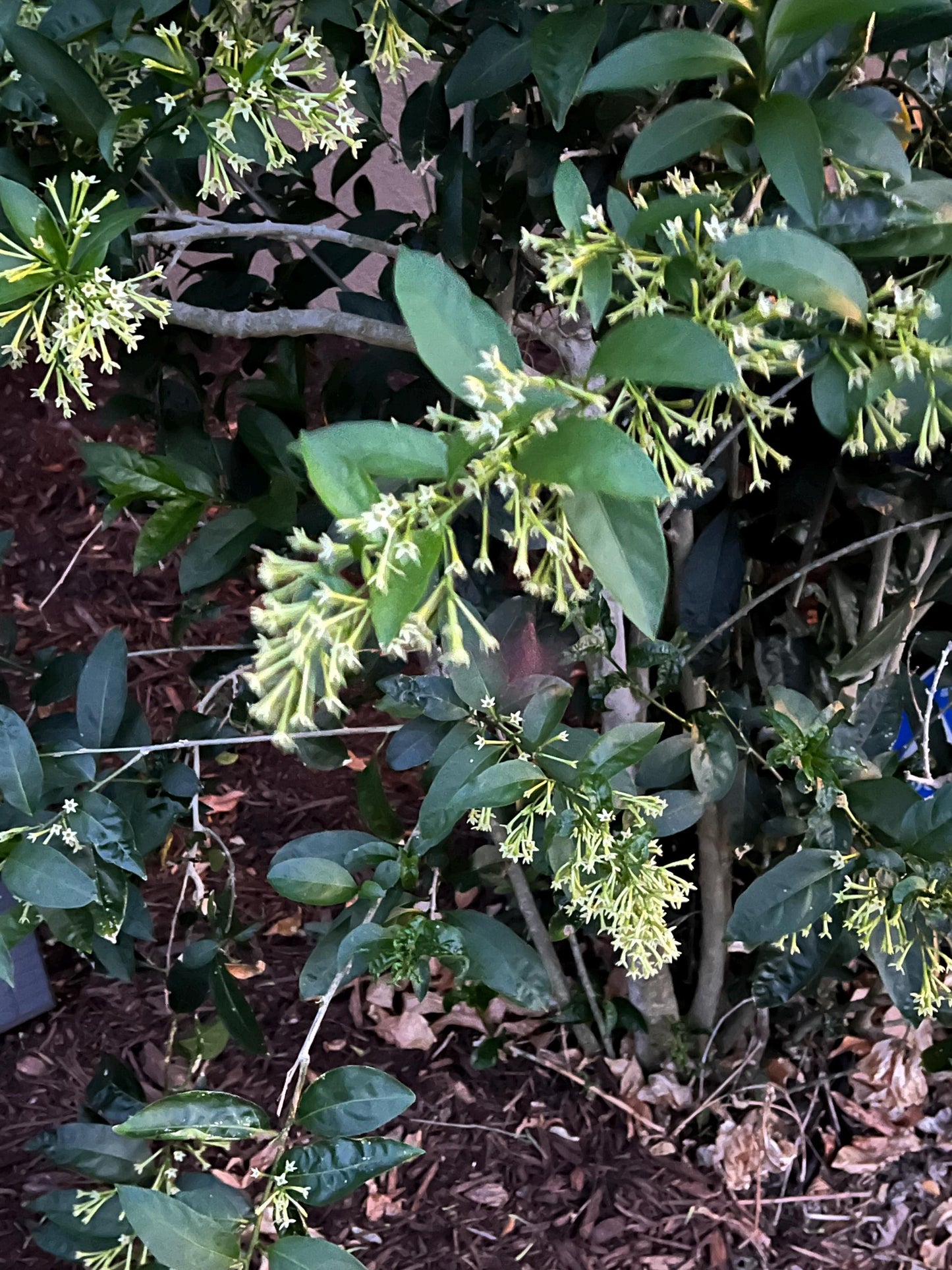 Night Blooming Jasmine - rooted cutting