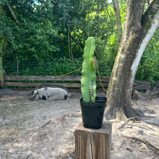 Rooted Dragon Fruit Cuttings - many varieties available!