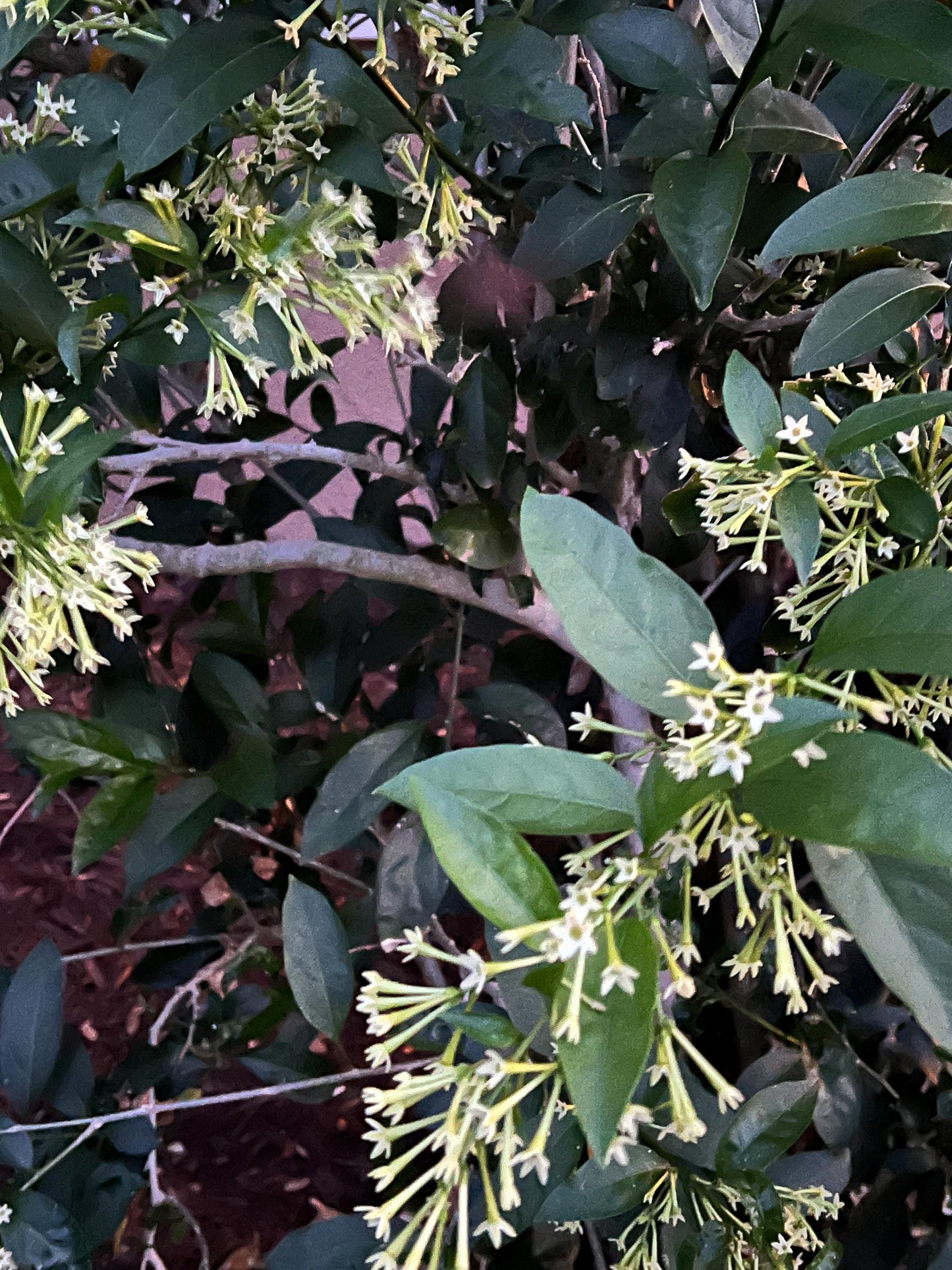 Night Blooming Jasmine - rooted cutting