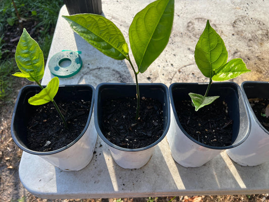 Jackfruit Tree Seedling - apx. 16 inches tall