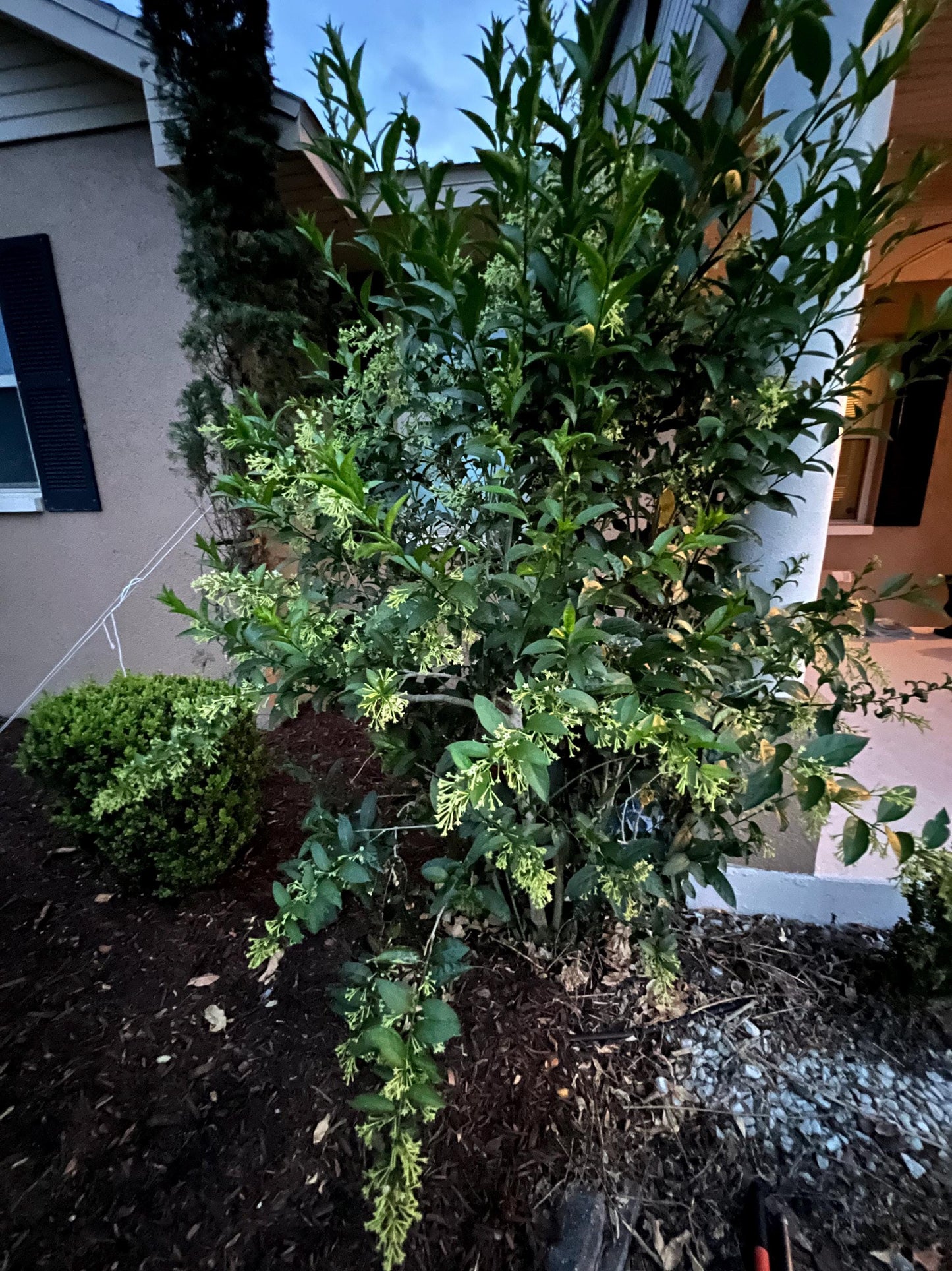 Night Blooming Jasmine - rooted cutting