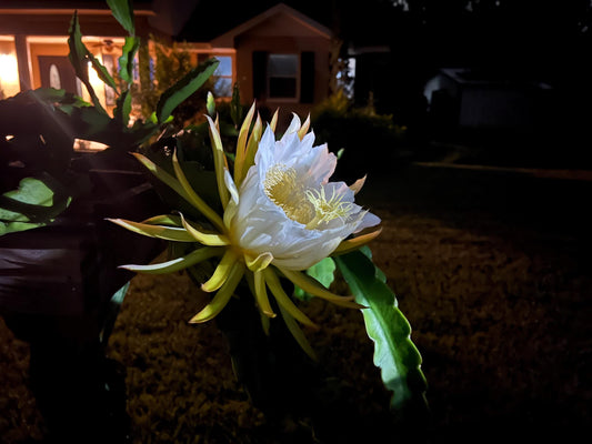 Dragon Fruit Cactus - 7+ inch cuttings, many varieties available