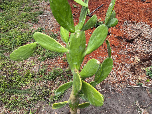 Prickly Pear Cactus Pad - rooted plant in a 4" pot