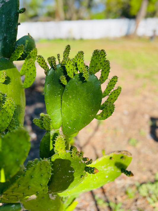 Prickly Pear Cactus Pad - rooted plant in a 4" pot