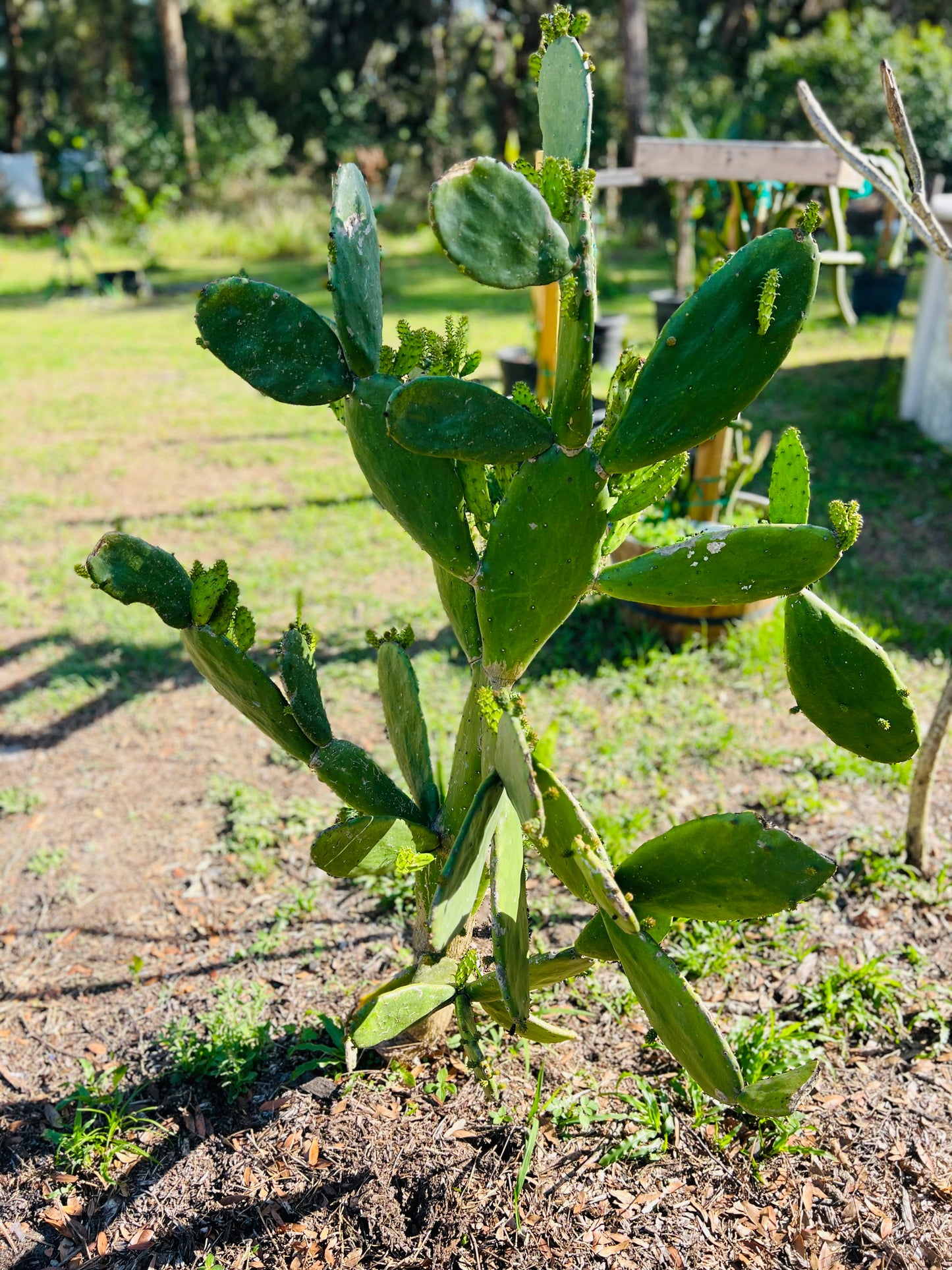 Prickly Pear Cactus Pad - rooted plant in a 4" pot