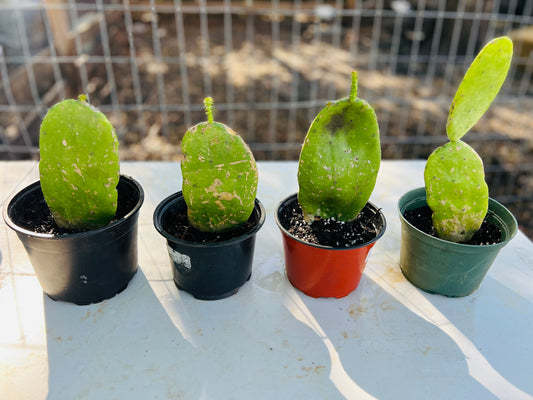 Prickly Pear Cactus Pad - rooted plant in a 4" pot