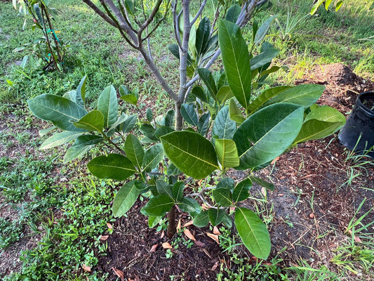Jackfruit Tree Seedling - apx. 16 inches tall
