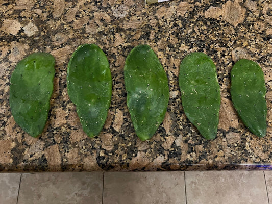 Prickly Pear Cactus Pad - rooted plant in a 4" pot