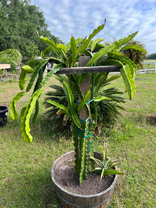 Dragon Fruit Cactus - 7+ inch cuttings, many varieties available