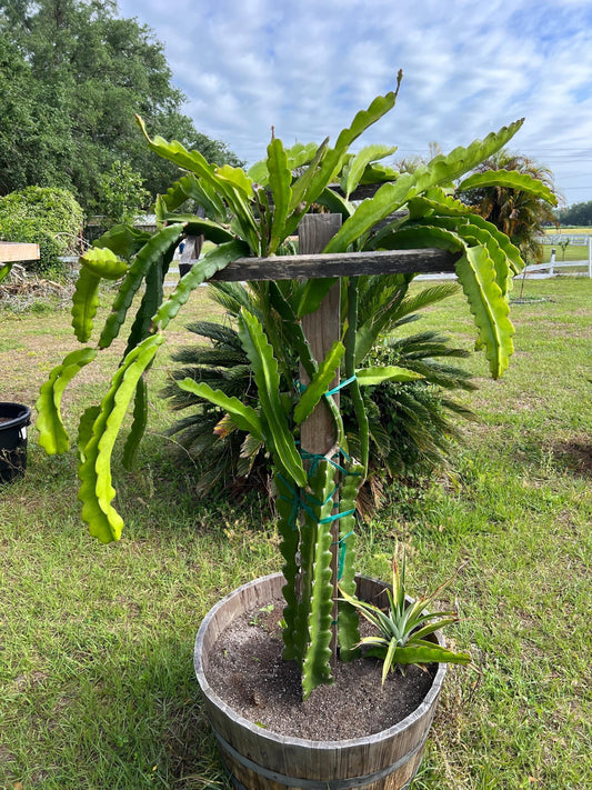 Dragon Fruit Cuttings - 12-15 inch cuttings, many varieties available