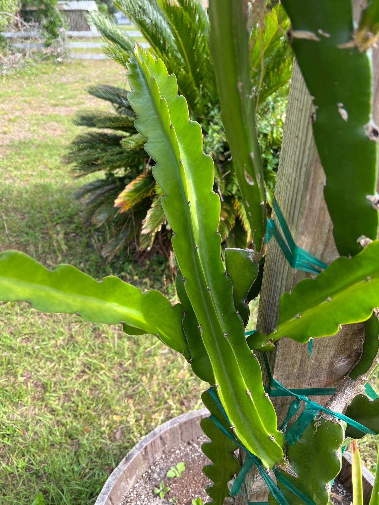 Dragon Fruit Cuttings - 12-15 inch cuttings, many varieties available