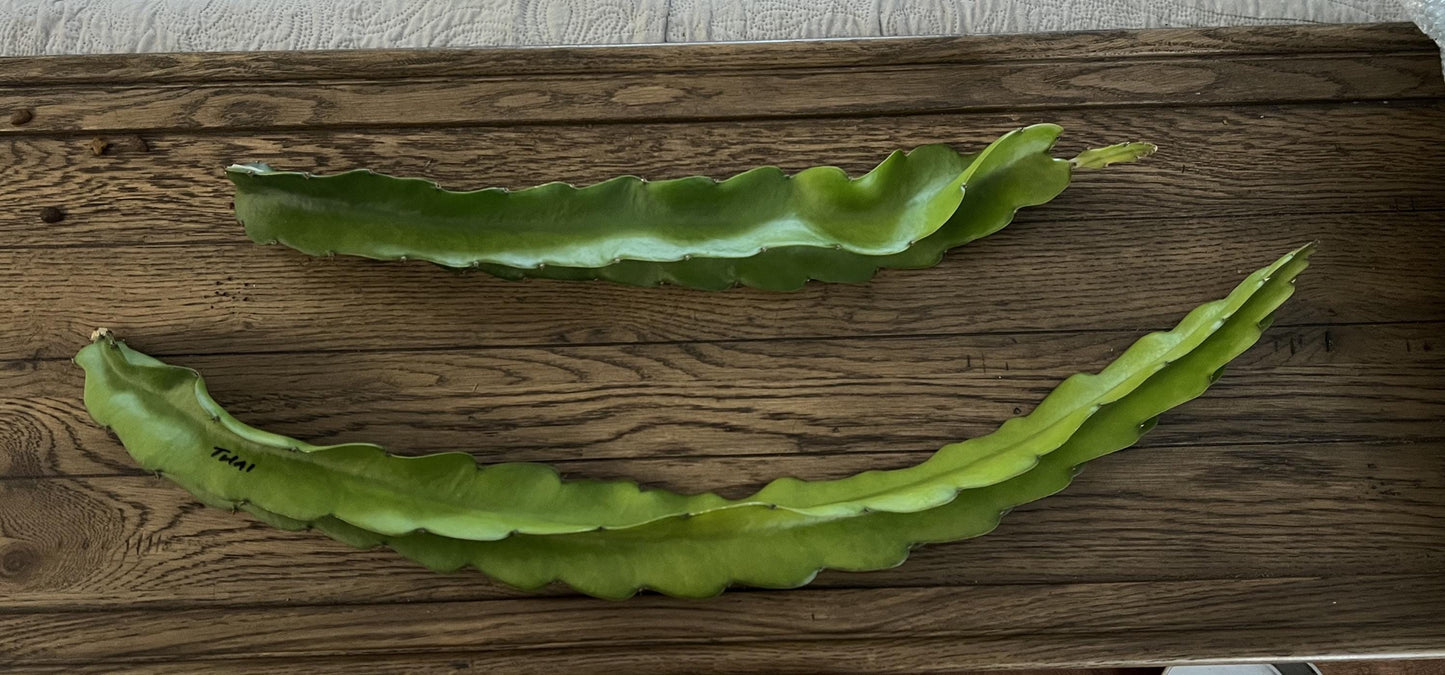 Dragon Fruit Cuttings - 12-15 inch cuttings, many varieties available