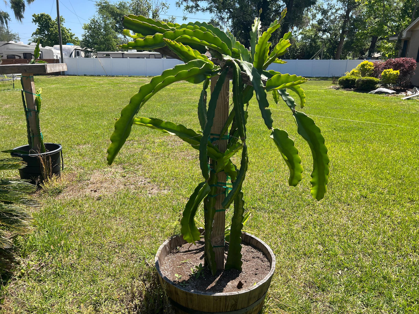 Dragon Fruit Cuttings - 12-15 inch cuttings, many varieties available