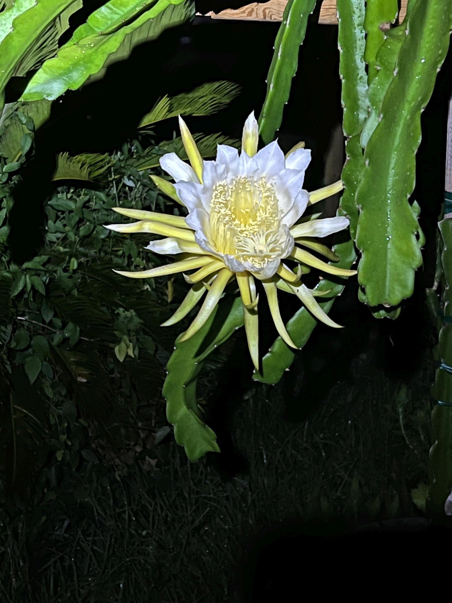 Dragon Fruit Cuttings - 12-15 inch cuttings, many varieties available