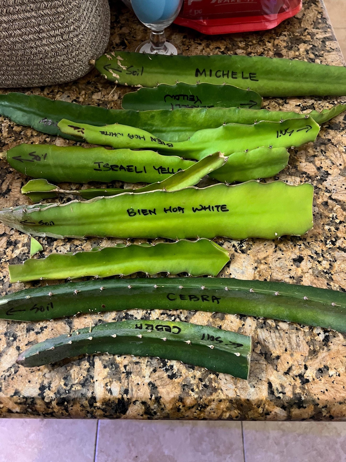 Dragon Fruit Cactus - 8+ inch cuttings, many varieties available