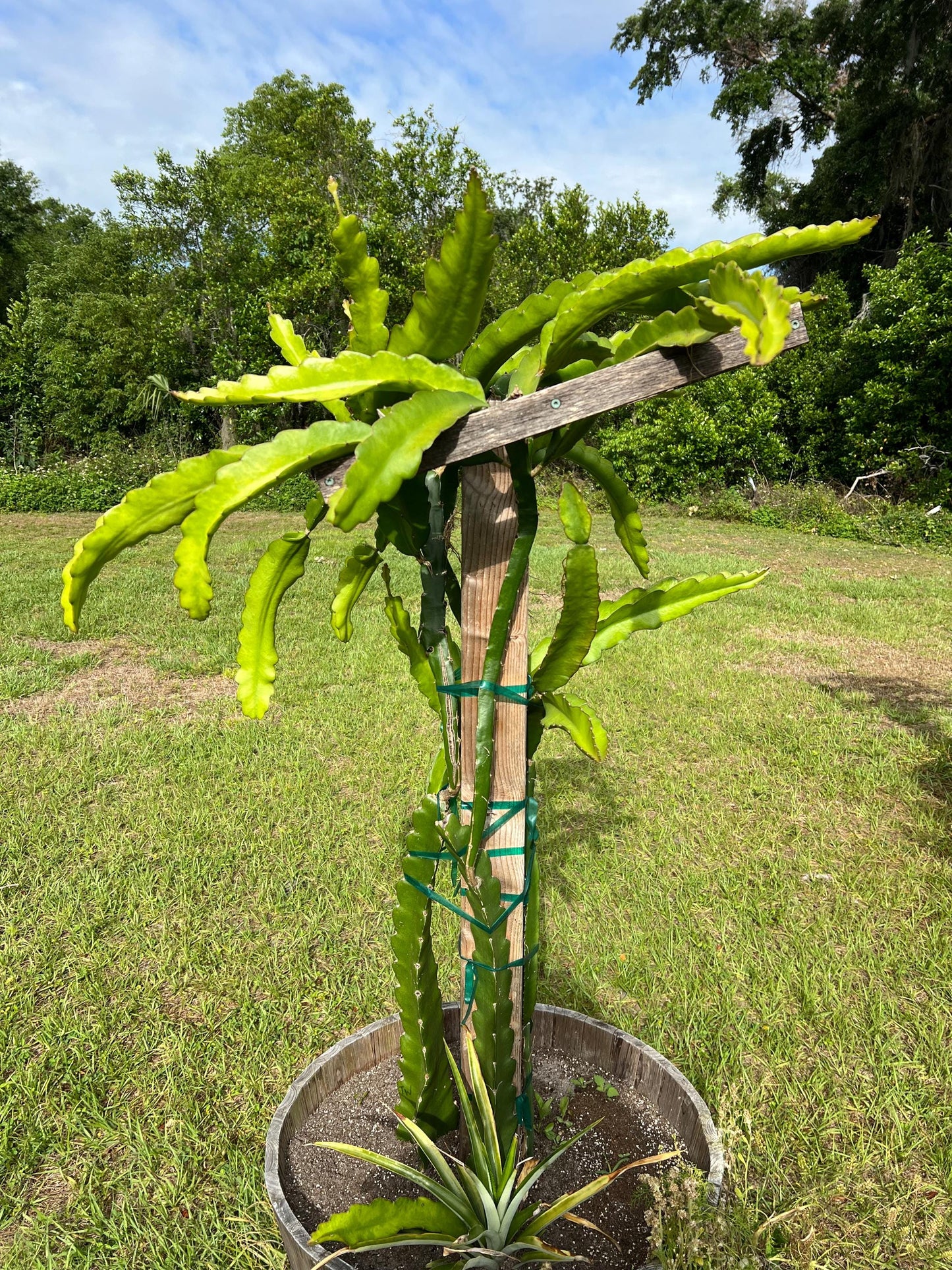 Dragon Fruit Cactus - 8+ inch cuttings, many varieties available