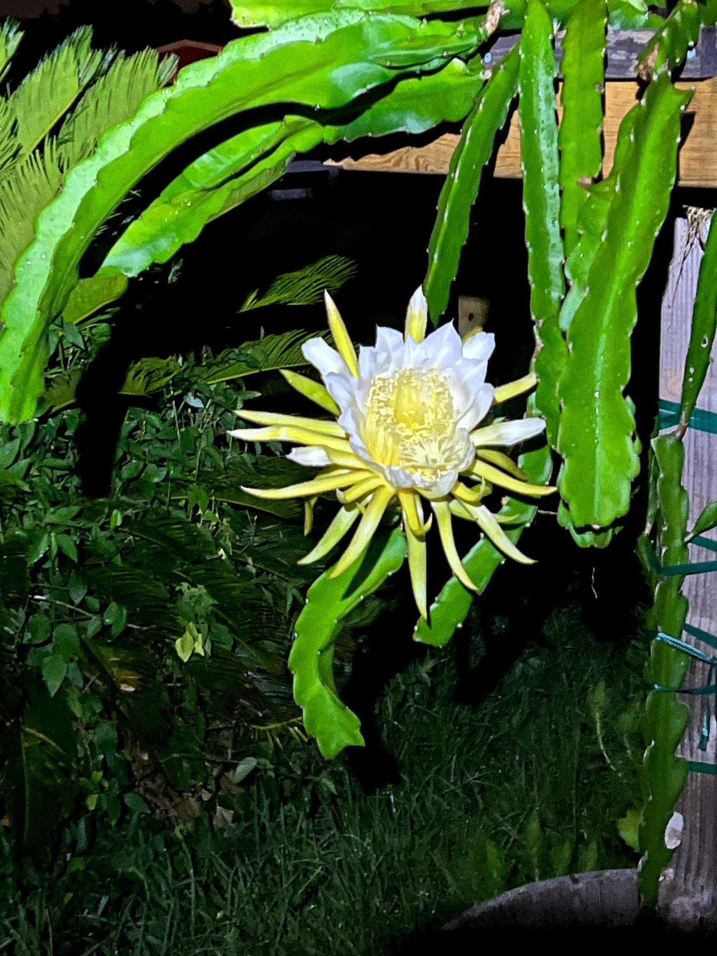Dragon Fruit Cactus - 8+ inch cuttings, many varieties available