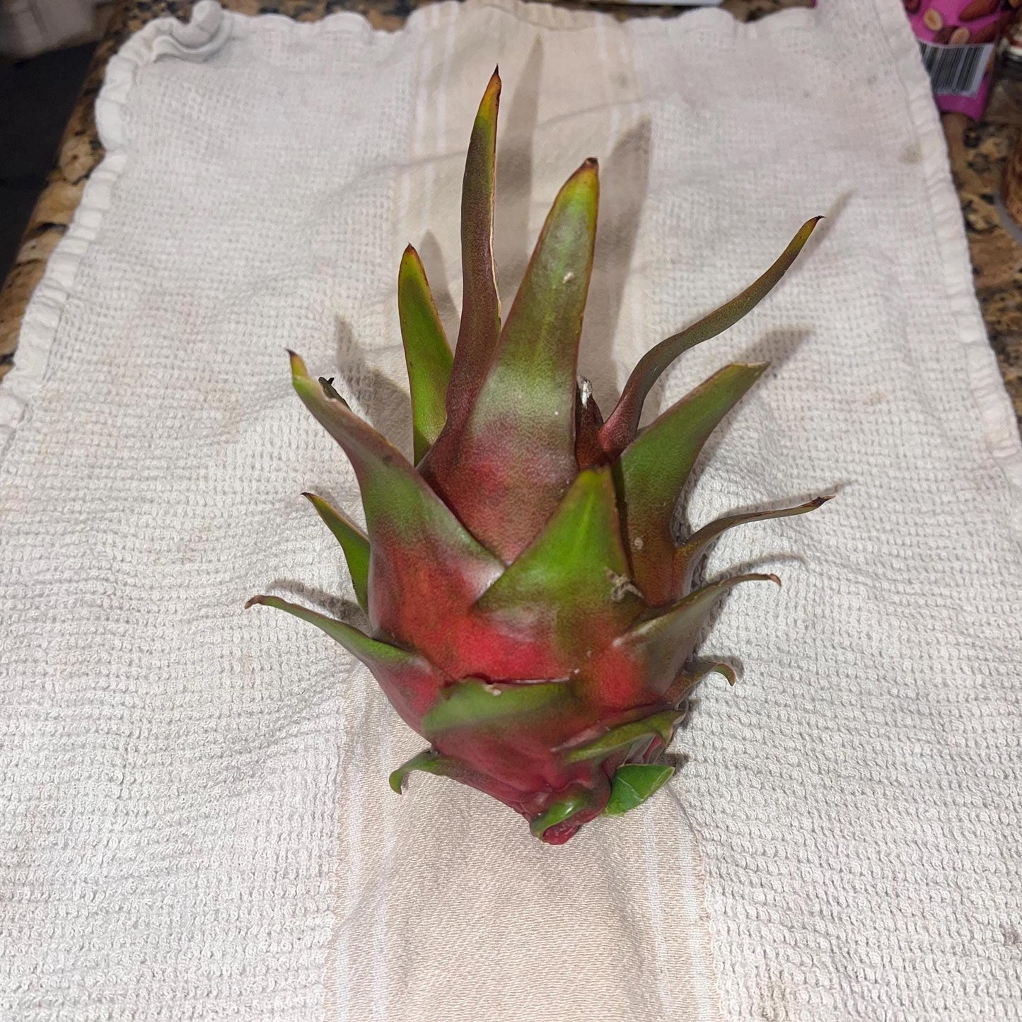 Dragon Fruit Cuttings - 12-15 inch cuttings, many varieties available