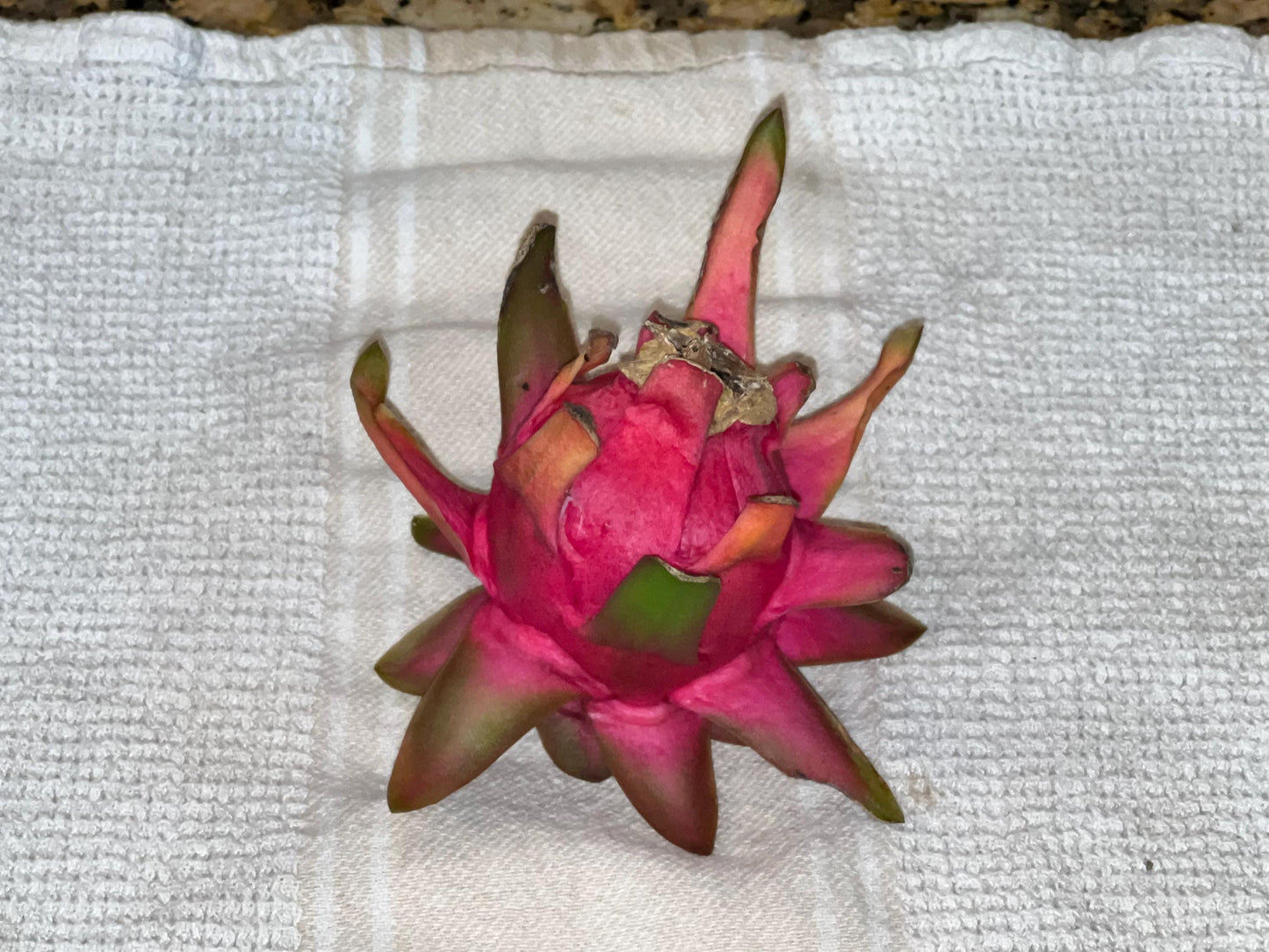 Dragon Fruit Cactus - 8+ inch cuttings, many varieties available