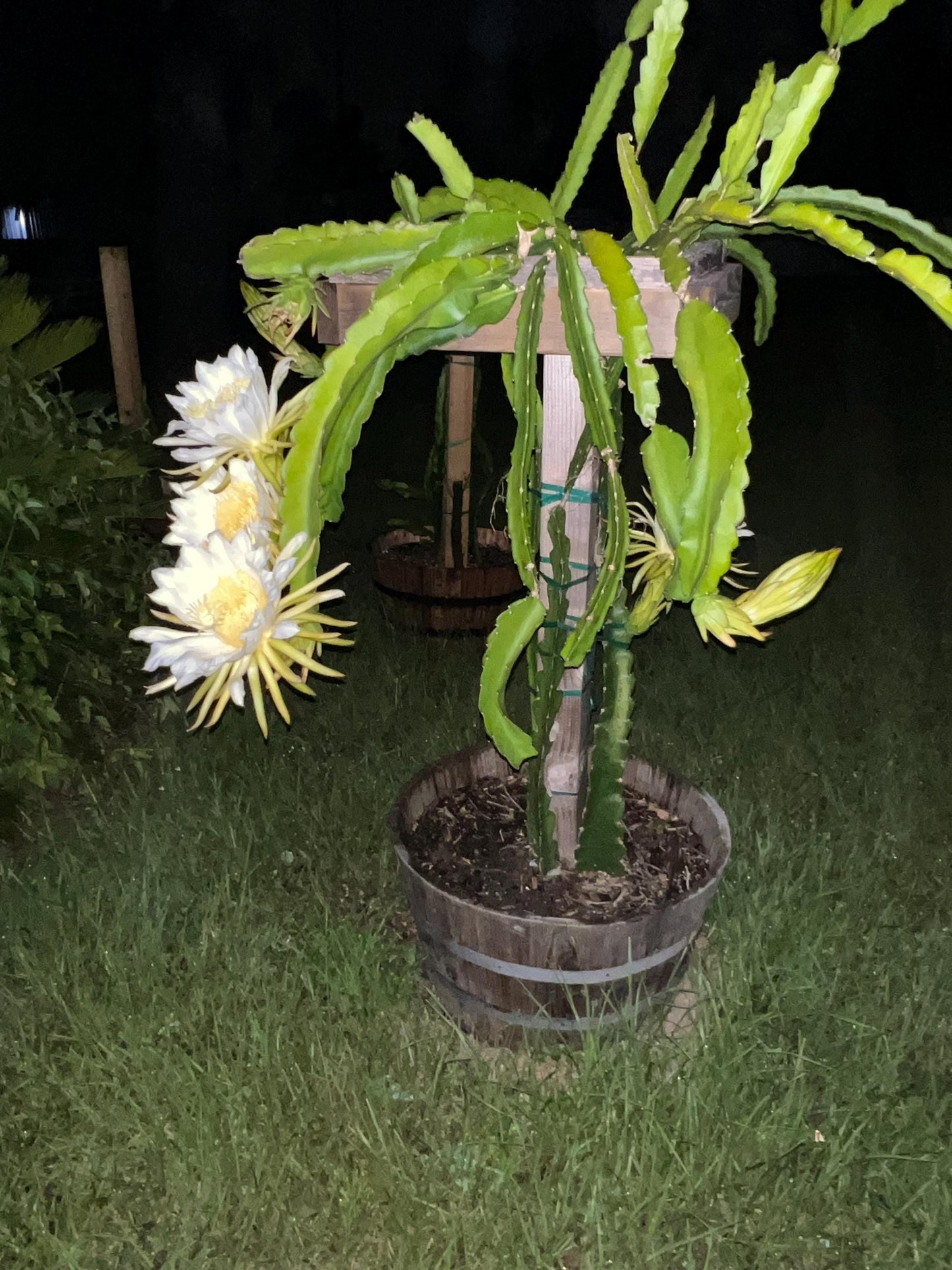 Rooted Dragon Fruit Cuttings - many varieties available!