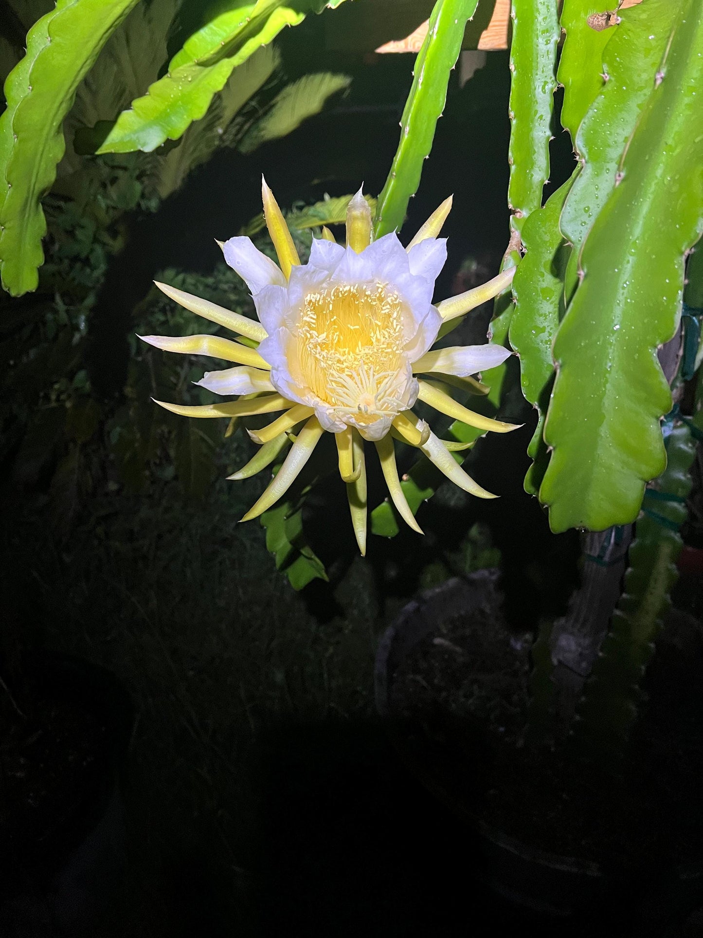 Rooted Dragon Fruit Cuttings - many varieties available!