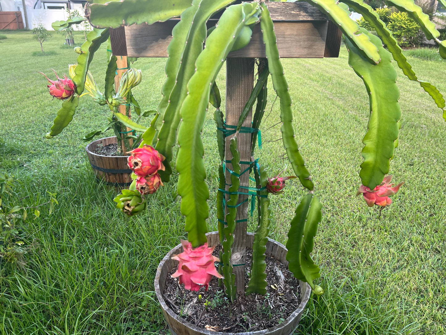 Rooted Dragon Fruit Cuttings - many varieties available!