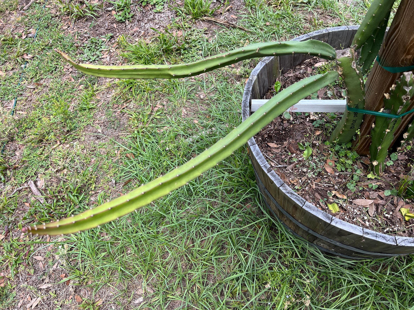 XL Dragon Fruit Cuttings - 21-23 inches - different varieties available