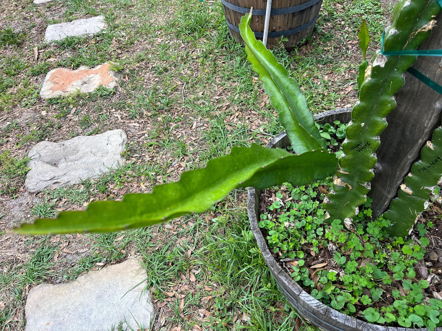 XL Dragon Fruit Cuttings - 21-23 inches - different varieties available