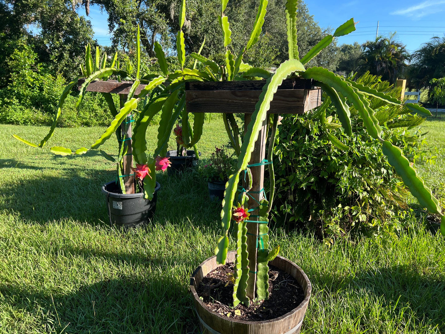 XL Dragon Fruit Cuttings - 21-23 inches - different varieties available