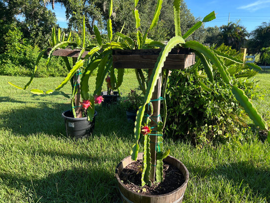 XL Dragon Fruit Cuttings - 21-23 inches - different varieties available