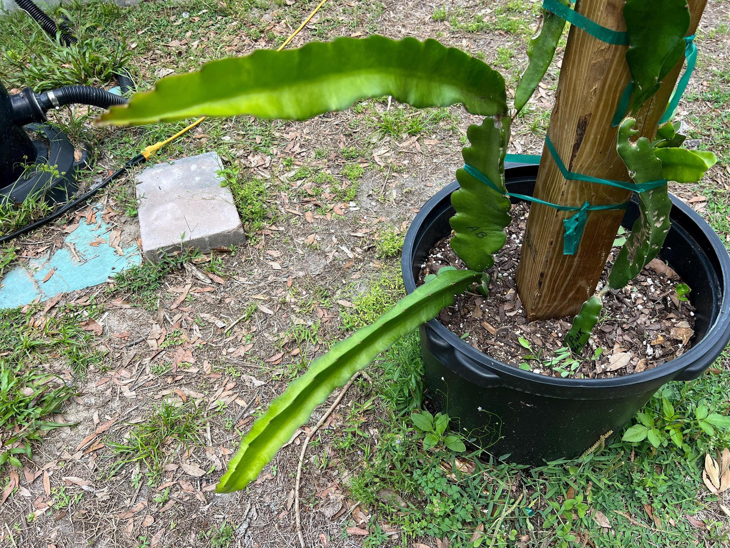 XL Dragon Fruit Cuttings - 21-23 inches - different varieties available